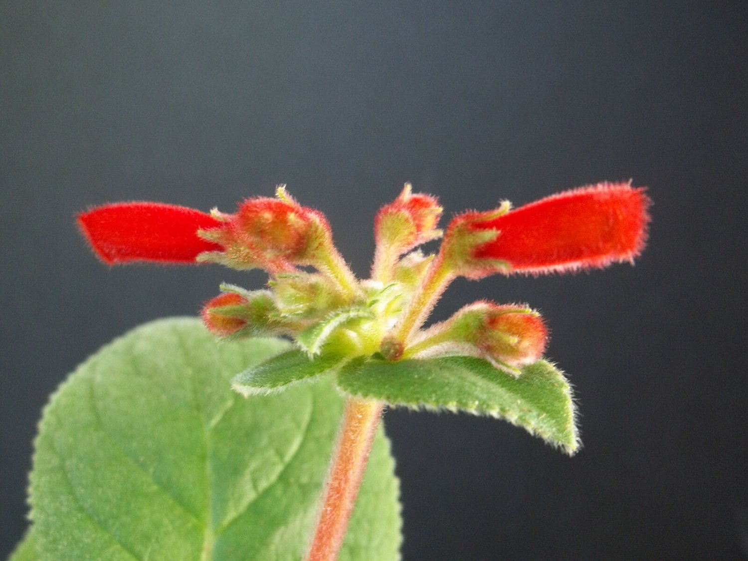 Kolokolo Store RARE SINNINGIA CARDINALIS exotic caudex cauduciform bulb gesneria seed 10 SEEDS