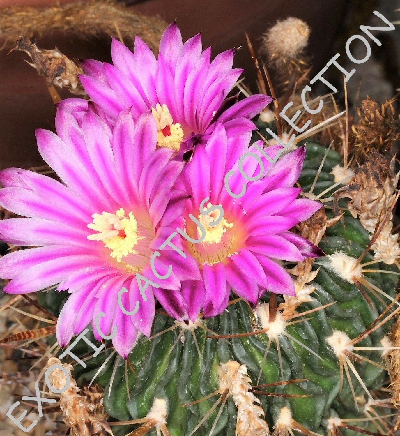 Kolokolo Store RARE STENOCACTUS MULTICOSTATUM @J@ exotic cactus cacti succulent seed 10 SEEDS