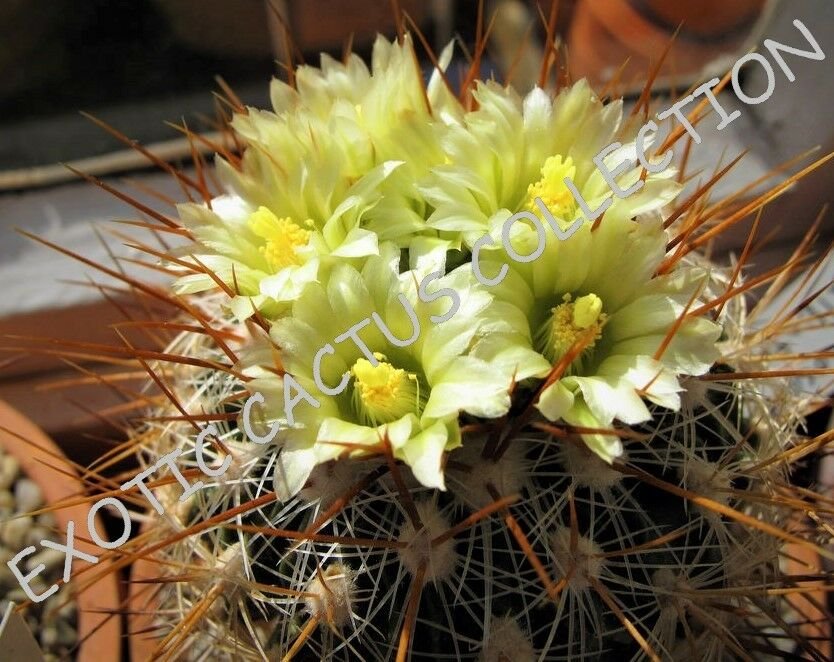 Kolokolo Store RARE STENOCACTUS ALBATUS @ exotic cacti suculent cactus rare plant seed 10 SEEDS