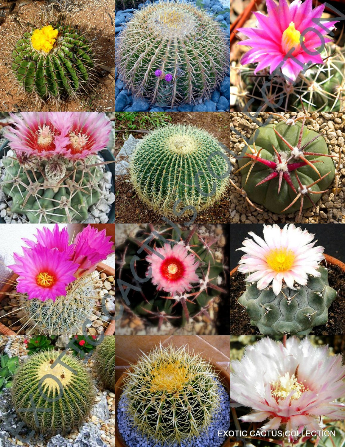 Kolokolo Store EXOTIC ECHINOCACTUS MIX variety flowering barrel cactus rare cacti seed 15 SEEDS