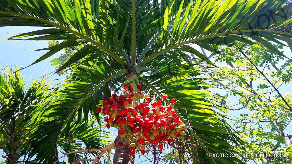 Kolokolo Store ADONIDIA MERRILLII @j@ christmas palm exotic rare palms semi plant seed 5 seeds