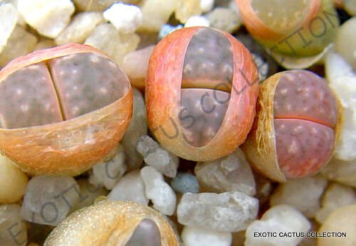 Kolokolo Store RARE LITHOPS MAMORATA SB 153 @ exotic living stone succulent cacti seed 15 SEEDS