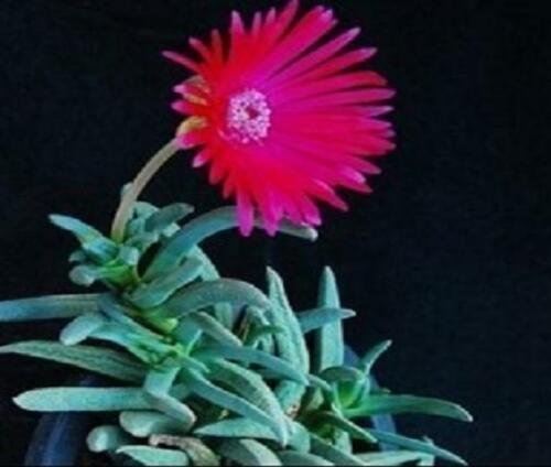 Kolokolo Store Cephalophyllum cupreum, rare mesembs exotic living stones rock seed 20 SEEDS