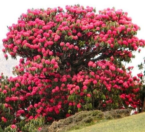 Kolokolo Store Rhododendron Arboreum, Medicinal herb Guinness record tree flower seed 10 SEEDS