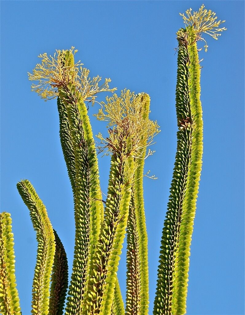 Kolokolo Store Alluaudia procera Madagascar Ocotillo Fouquieria splenden exotic seed 10 SEEDS