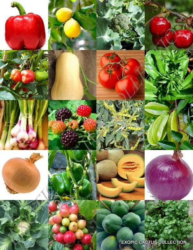 Kolokolo Store ORGANIC FRUITS & VEGETABLE MIX, heirloom garden non gmo assorted seed 150 seeds