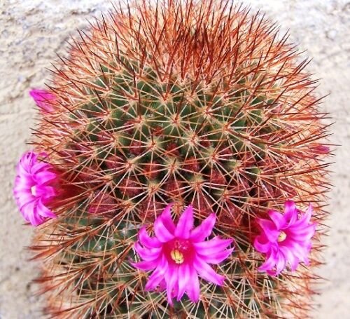 Kolokolo Store Mammillaria Spinosissima Rubrispina, cactus succulent plant cacti seed 20 SEEDS
