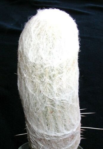 Kolokolo Store Espostoa Lanata, rare columnar cactus Pseudoespostoa melanostele seed 15 seeds