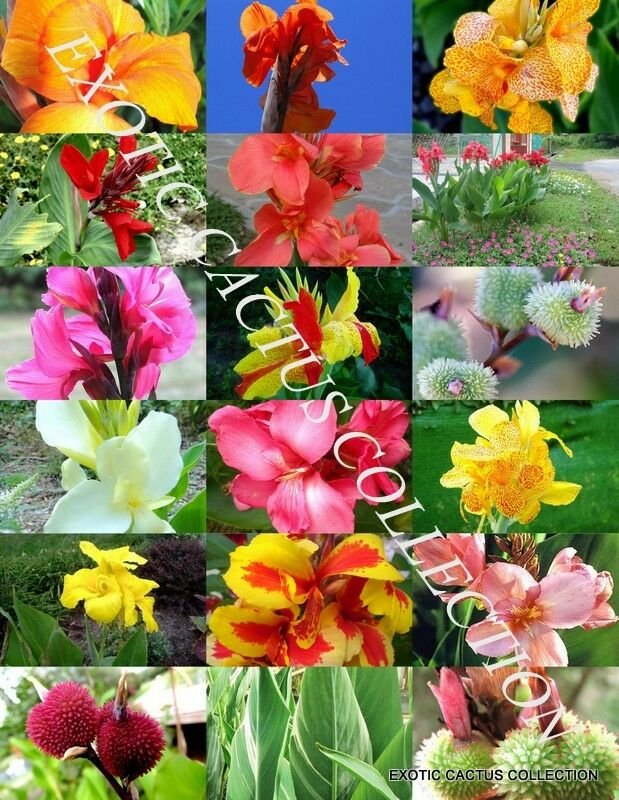 Kolokolo Store CANNA LILY MIX, exotic tropical flowering pond ginger lilies bulbs seed 30 SEEDS