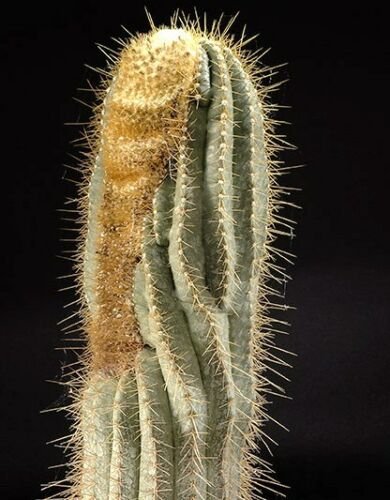 Kolokolo Store Buiningia Aurea, exotic Coleocephalocereus columnar cereus cacti seed 50 SEEDS