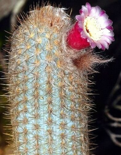 Kolokolo Store austrocephalocereus purpureus rare Micranthocereus exotic cactus seed 100 SEEDS
