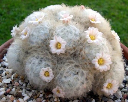 Kolokolo Store Mammillaria Plumosa rare feather cactus cacti soft exotic seeds seed 50 SEEDS x $9.99