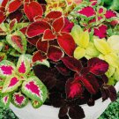 Coleus Rainbow Mix Flower Seeds Non Gmo Fresh Harvest