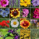 1200 Seeds All Perennial Wild Flower Mix. Pollinator Food, Garden Heirloom