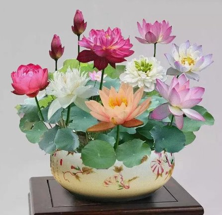 15 Mixed Color The Sacred Bonsai Lotus Flower Seeds