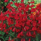 Penstemon Eaton'S Red Hummingbird Perennial Beardtongue Usa Non-Gmo 200 Seeds!