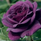 Dark Purple Rose Rose Bush 20 Or 100 Seeds~Rare USA Seller