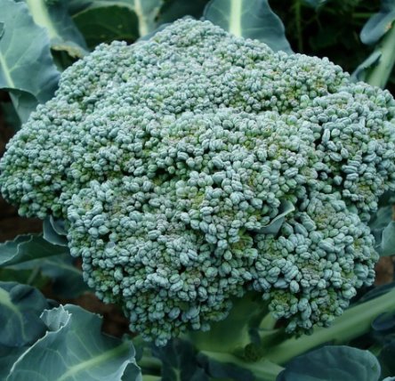 Waltham 29 Broccoli Seeds, Non-Gmo, Easy To Grow, High Yields