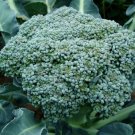 Waltham 29 Broccoli Seeds, Non-Gmo, Easy To Grow, High Yields