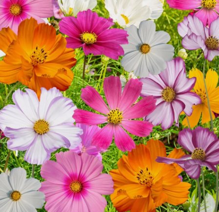 Cosmos Flowers Seed Mix, 10 Beautiful Cosmos Varieties, Colorful