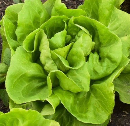 Buttercrunch Butterhead Lettuce Seeds, Non-Gmo