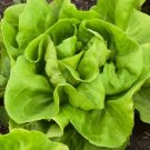 Buttercrunch Butterhead Lettuce Seeds, Non-Gmo