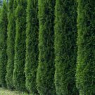 50+ Thuja Tree Seeds (Thuja Occidentalis) White Cedar Arborvitae Hedge Row Fast