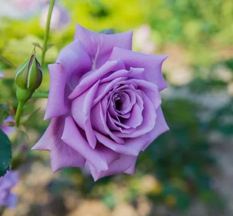 Blue Moon Tea Rose Seeds 10 Count~Unique~Germination Included