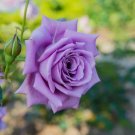 Blue Moon Tea Rose Seeds 10 Count~Unique~Germination Included
