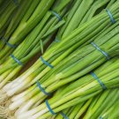 250 Evergreen White Bunching Onion Seeds, Scallions, Non-Gmo, Heirlom