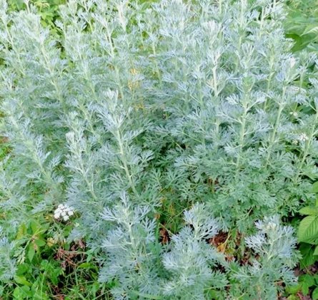 3000 Wormwood Absinthe Seeds Spring Perennial Mosquito Pests Deer Repellent