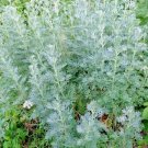 3000 Wormwood Absinthe Seeds Spring Perennial Mosquito Pests Deer Repellent