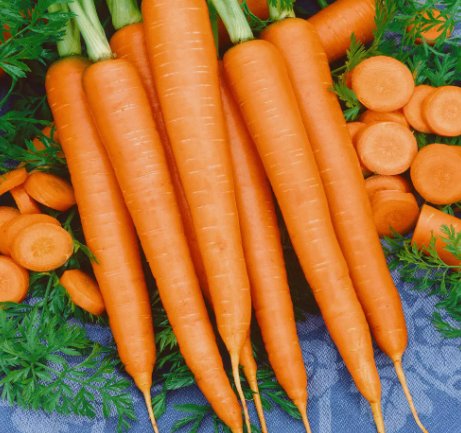 Tendersweet Carrot Seeds 1000+ Vegetable Garden Non-Gmo Usa Seller