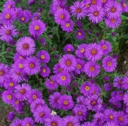 New England Aster Purple Perennial Heirloom Fall Planting Usa Non-Gmo 500 Seeds!