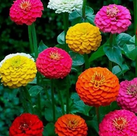 Zinnia California Giant Mix Seeds 100+ Flower Colorful Blooms USA