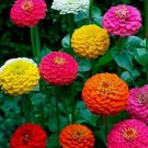 Zinnia California Giant Mix Seeds 100+ Flower Colorful Blooms USA