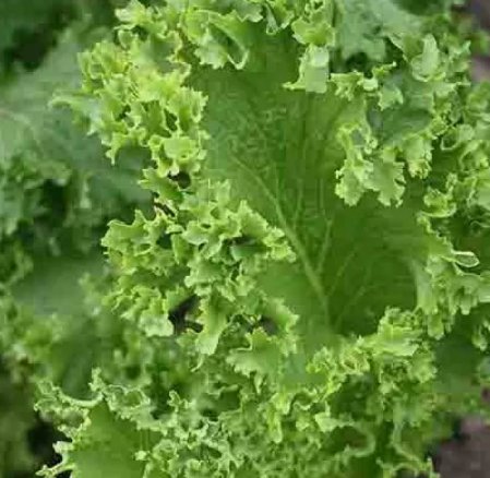 250 Southern Giant Curled Mustard Seeds, Non-Gmo, Southern Curled