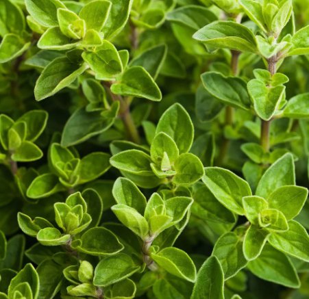 4000 Italian Oregano Herb Seeds, Origanum Vulgare, Non-Gmo, Variety Sizes USA Seller