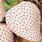 150 White Wonder Strawberry Seeds Spring Perennial Heirloom Non-Gmo Fruit USA Seller