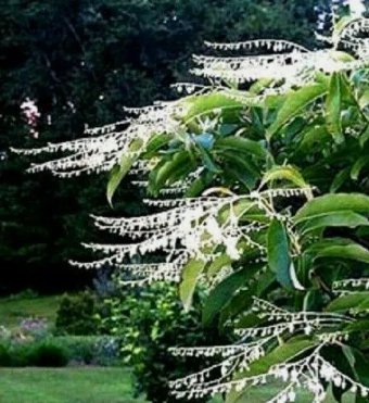 100 Lily Of The Valley Sourwood Seeds (Oxydendrum Arboreum) | Honey Bee Tree