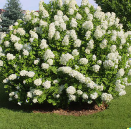 50 Hydrangea Seeds - White Flower Bush, Hedge, Shrub | Hydrangea Quercifolia