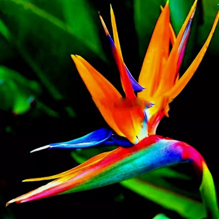 5 Orange Bird Of Paradise Seeds (Strelitzia Reginae) Tropical Crane Flower Plant