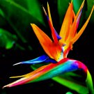 5 Orange Bird Of Paradise Seeds (Strelitzia Reginae) Tropical Crane Flower Plant