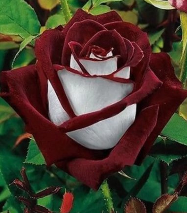 20 Love In Rose Bush 20 Seeds~Rare USA Seller