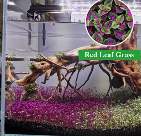 Read Leaf Grass Aquarium Plant Seed Fish Tank Aquatic Water Grass Carpet Foreground Easy Plants