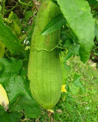 10 Luffa Sponge Gourd Seeds Vegetable Sponge Dishcloth Gourd NonGmo  Home Garden Seeds
