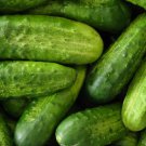 30 Homemade Pickles Cucumber Seeds NonGmo Heirloom Variety Sizes Home Garden Seeds