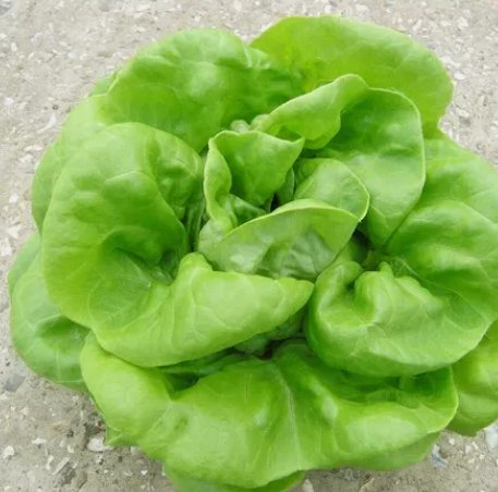 1000 Buttercrunch Lettuce Seeds ~ Heirloomseedguy ~ 2025 ~ Home Garden Seeds