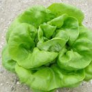 1000 Buttercrunch Lettuce Seeds ~ Heirloomseedguy ~ 2025 ~ Home Garden Seeds