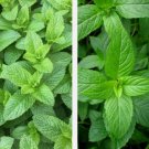 Mixed Mint Seeds 500 Peppermint  Spearmint Herb Heirloom Vegetable Home Garden Seeds